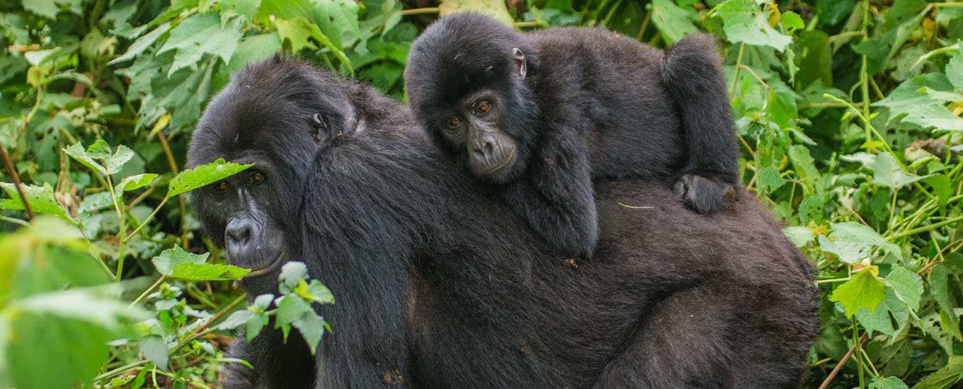 bwindi