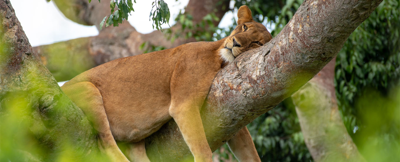 clmblion