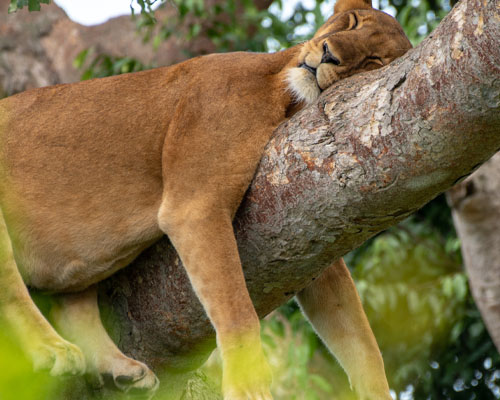 lionclmb
